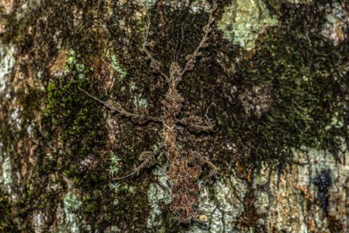 Trychopeplus laciniatus